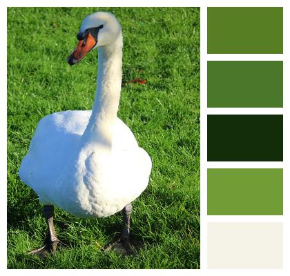 Mute Swan Water Bird White Swan Image